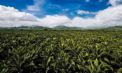 Por Sexta Vez Grupo Daabon Es La Primera Empresa En El Mundo En El