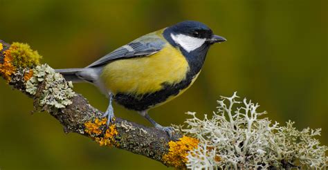 Biologie Des Lichens Symbiose Lich Nique Et Reproduction Dossier