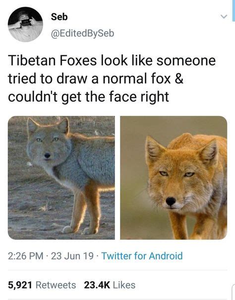 Think Outside The Fox: Collection Of Fox Memes (20 Images) - I Can Has ...