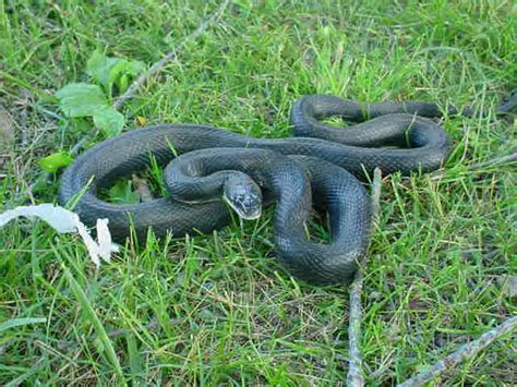 Missouri Black Ratsnake