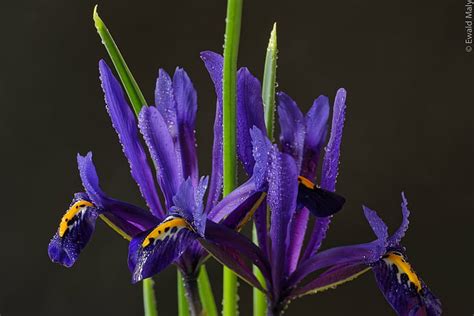 Hd Wallpaper Selective Focus Photography Of Purple Petaled Flower