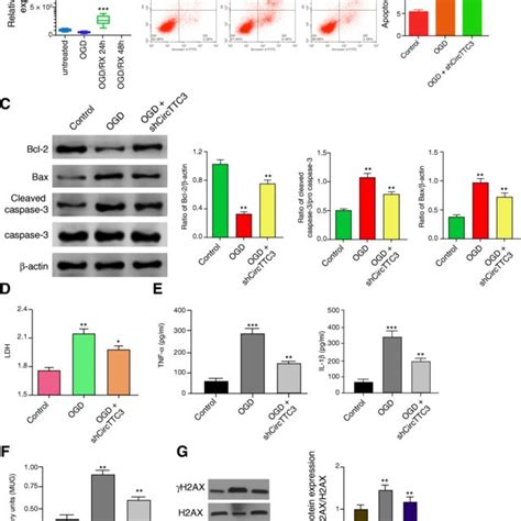 CircTTC3 Promotes OGD Induced Astrocyte Injury In Vitro A The