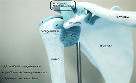 Dor No Ombro N Cleo De Ortopedia Especializada