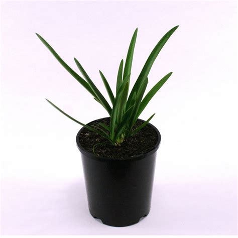 Agapanthus Dwarf White | Overland Nurseries