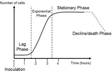 How Do Bacteria Grow And Develop