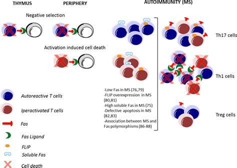 Frontiers Fasfas Ligand Checkpoint Of T Cell Functions In Multiple