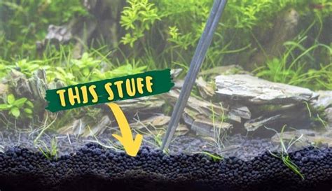 Comprehensive Substrate Guide For Planted Tanks