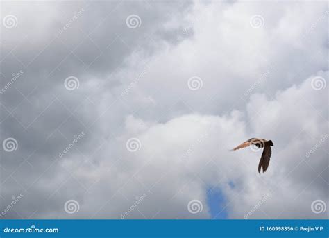 Eagle Bird Sky Cloud Flying Stock Photo Image Of Bird Eagle