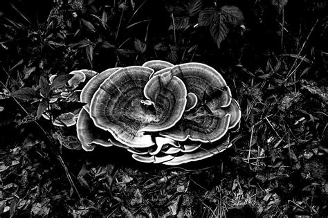 Fungi In Monochrome 6 19 2020 Timmerman Trail Cayce SC Flickr