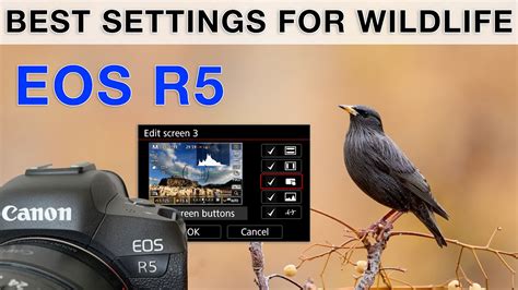 How I Set Up My R5 For Bird Photography Complete Guide YouTube