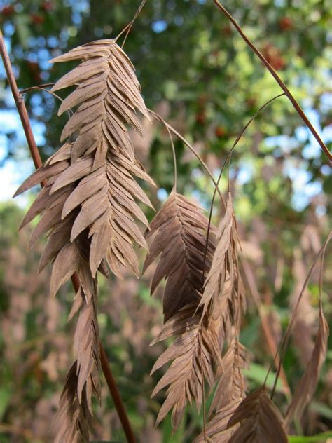 Chasmanthium Latifolium Planter Et Cultiver PagesJaunes