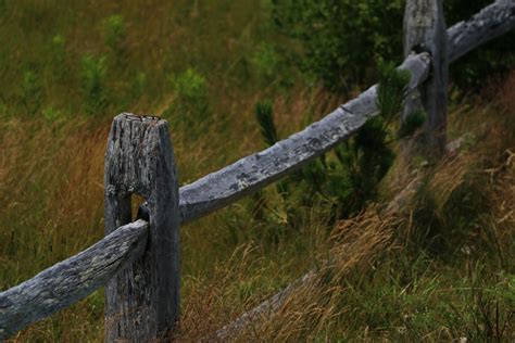 Free Images Tree Nature Forest Grass Wilderness Branch Fence