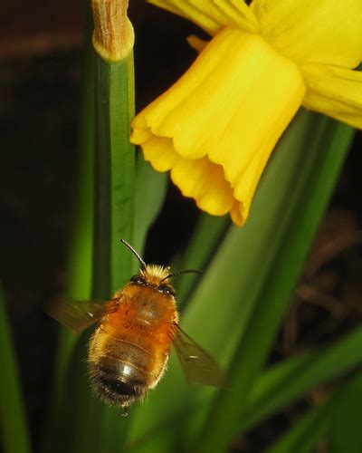 Messenger Of Love For To The Bee A Flower Is A Fountain O Flickr