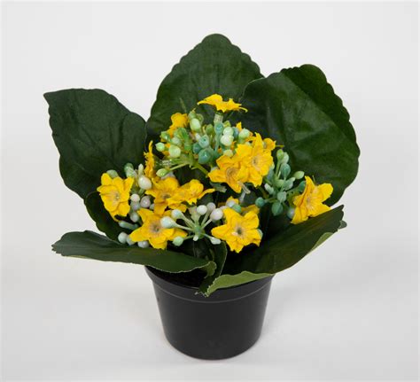 Kalanchoe Cm Gelb Im Topf Ja Kunstblumen K Nstliche Blumen Pflanzen