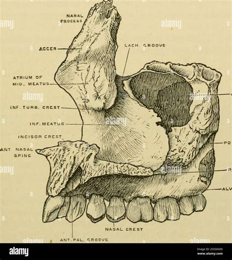 Inferior turbinate bone hi-res stock photography and images - Alamy