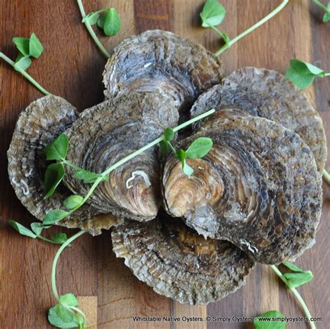 Whitstable Native Oysters Buy Online Uk Delivery Simply Oysters