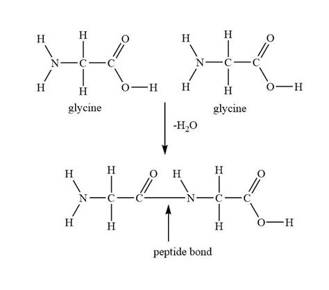 What are Peptides and peptide linkage? Explain with an example.