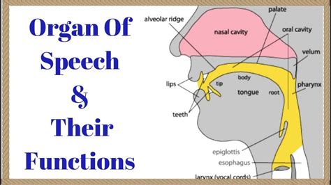 Speech Organs In Phonetics And Their Functions Englopedia