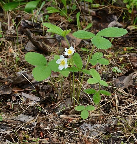 Fragaria virginiana photos Saskatchewan Wildflowers