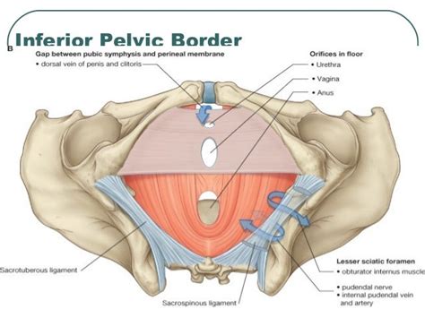 Anatomy Of Pelvis And Perineum