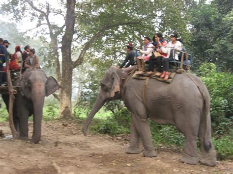 Elephant Safari In Kaziranga National Park Vargis Khan