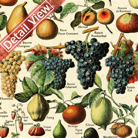 Vintage Fruits Poster Fruits Print Antique Botanical Poster Etsy