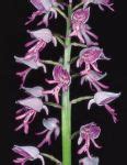 Hortus Orchis Orchidee Bergamasche