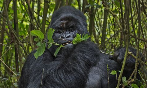 Shy and Mighty: Gorillas of the Congo | RoundGlass | Sustain