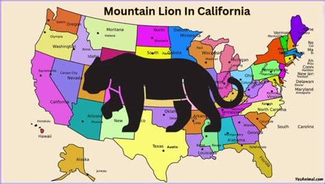 Mountain Lion In California Are There Cougars In Cali