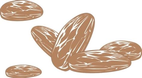 Almond Free Vector Download 18 Free Vector For Commercial Use Format