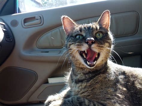 My Cat Riding In The Car Ranimalsbeingderps