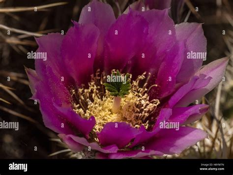 Engelmanns Hedgehog Cactus Echinocereus Engelmannii In Flower In The