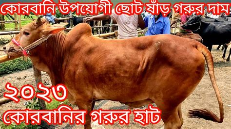 শনিবার 1062023 ছোটবড়মাঝারি কোরবানি উপযোগী ষাঁড় গরুর দাম2023