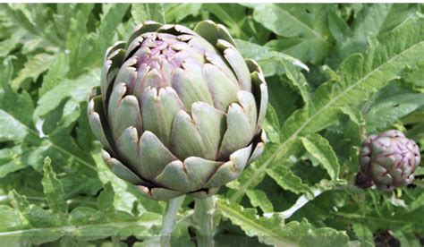 A Faire En Mars Dans Vos Jardins Diviser Et Planter Les Artichauts