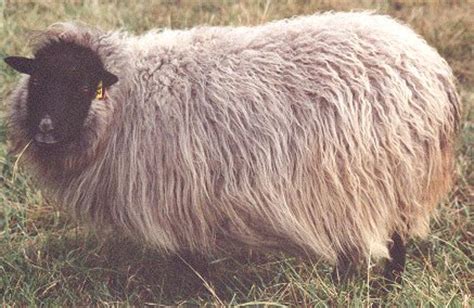 Elkhorn Icelandic Sheep | Quick Facts About Icelandic Sheep — Fleece & Fiber Quality