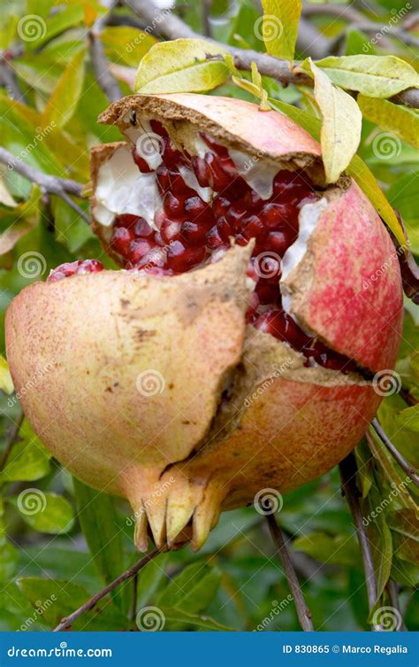 Fruta De La Granada Granatum Del Punica Imagen De Archivo Imagen De