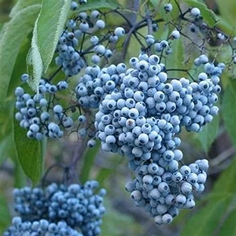 Blue Elderberry Seeds 50 Seeds To Plant Sambucus Caerulea Non Gmo