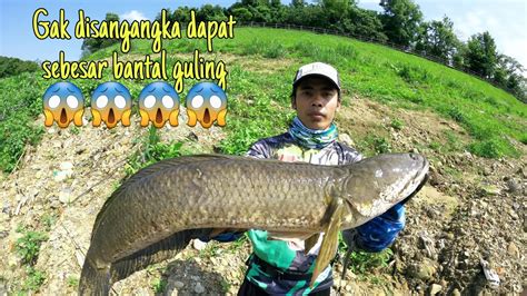 Gak Disangangka Mancing Casting Ikan Gabus Disungai Dapat Sebesar Ini