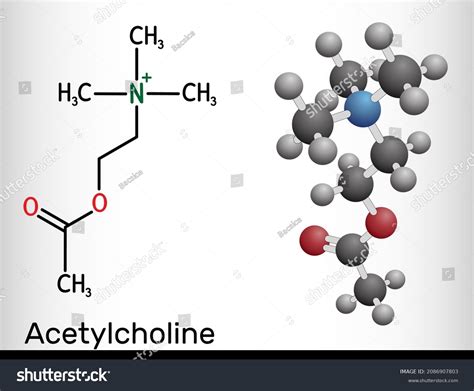 Acetylcholine Ach Molecule Parasympathomimetic Neurotransmitter