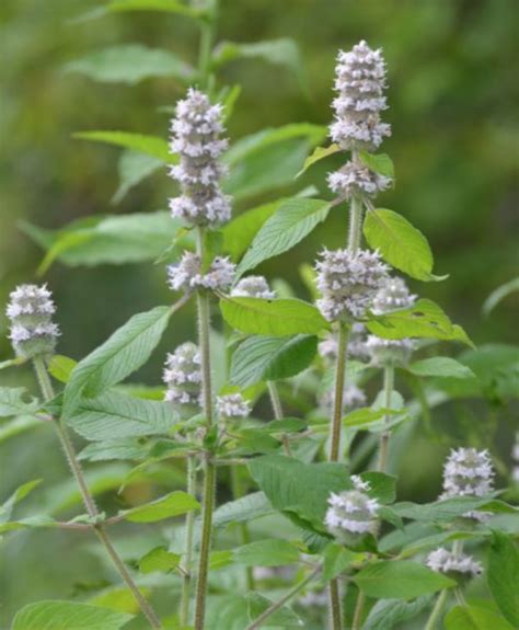 Hairy Wood Mint Lia S Garden At Commonwealth