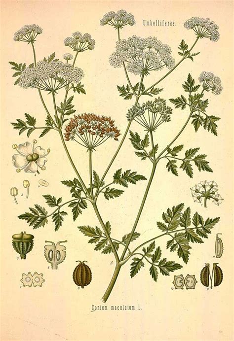 Hemlock Facts And Health Benefits