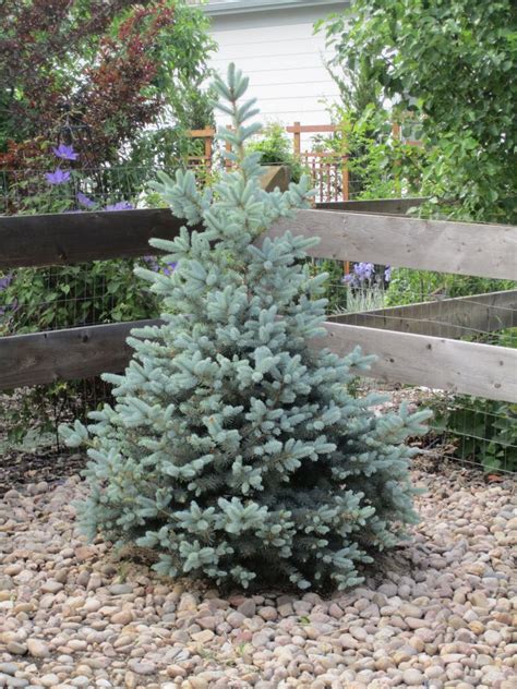 Baby Blue Eyes Spruce Glover Nursery