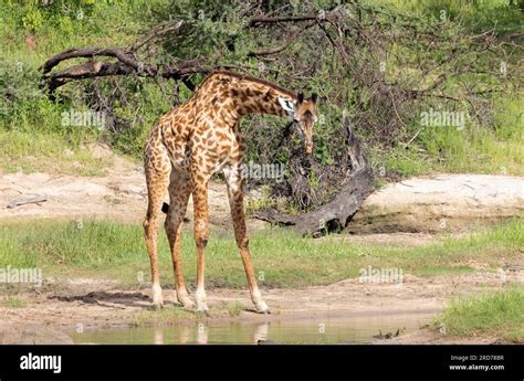 Las Jirafas Siempre Son Cautelosas Cuando Se Acercan Al Agua Ellos Son