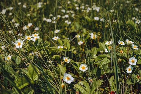 Fleurs Sur Le Terrain Bloom Photo Gratuite Sur Pixabay Pixabay