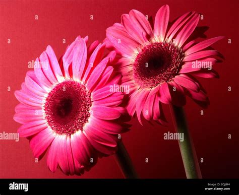 Two Pink Gerbera Daisies Hi Res Stock Photography And Images Alamy