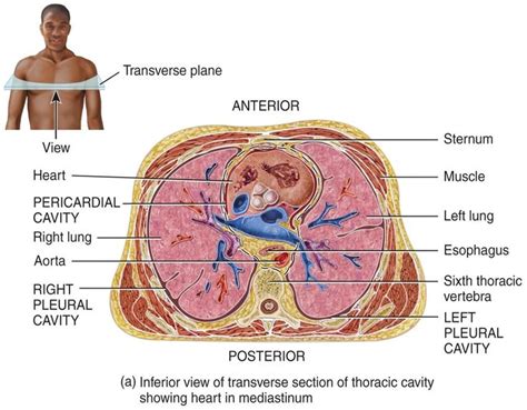 Transverse Plane Of Heart Location Nursing School Essential Thoracic