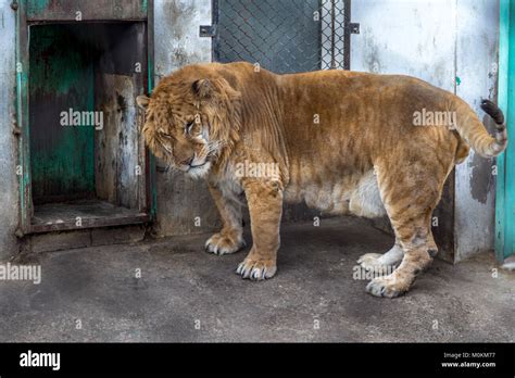 Liger Vs Tiger Size