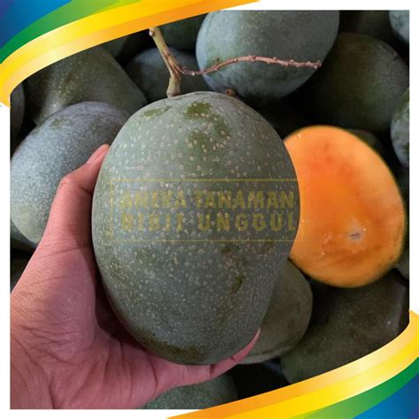 Jual Bibit Mangga Madu Anggur Hasil Okulasi Shopee Indonesia