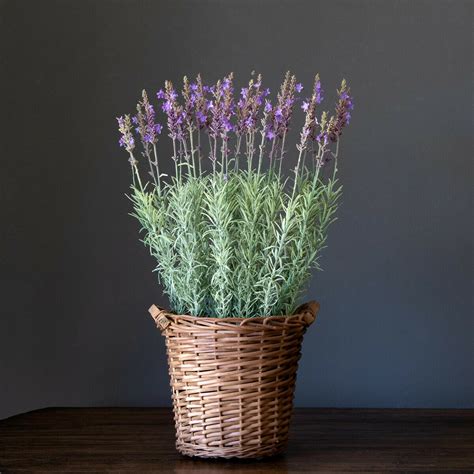 Large Potted Lavender Basket