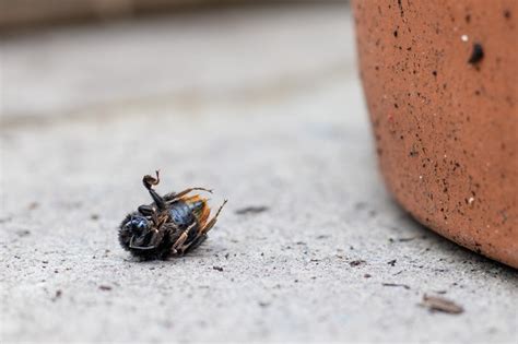 Abejas Muertas En Mi Casa Significado O Que Significa